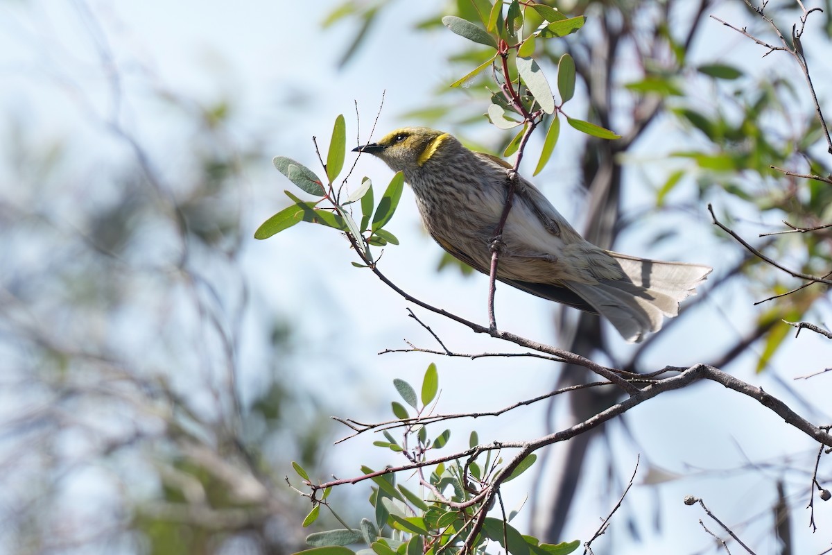 Кольчатый медосос - ML645585067