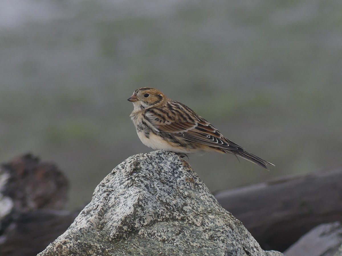 Подорожник лапландський - ML645585068