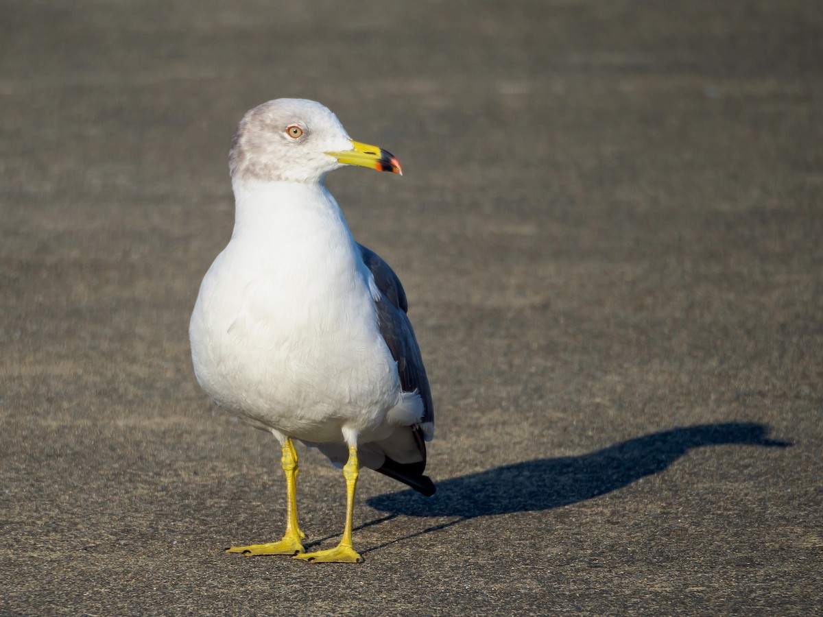 Мартин чорнохвостий - ML645585070