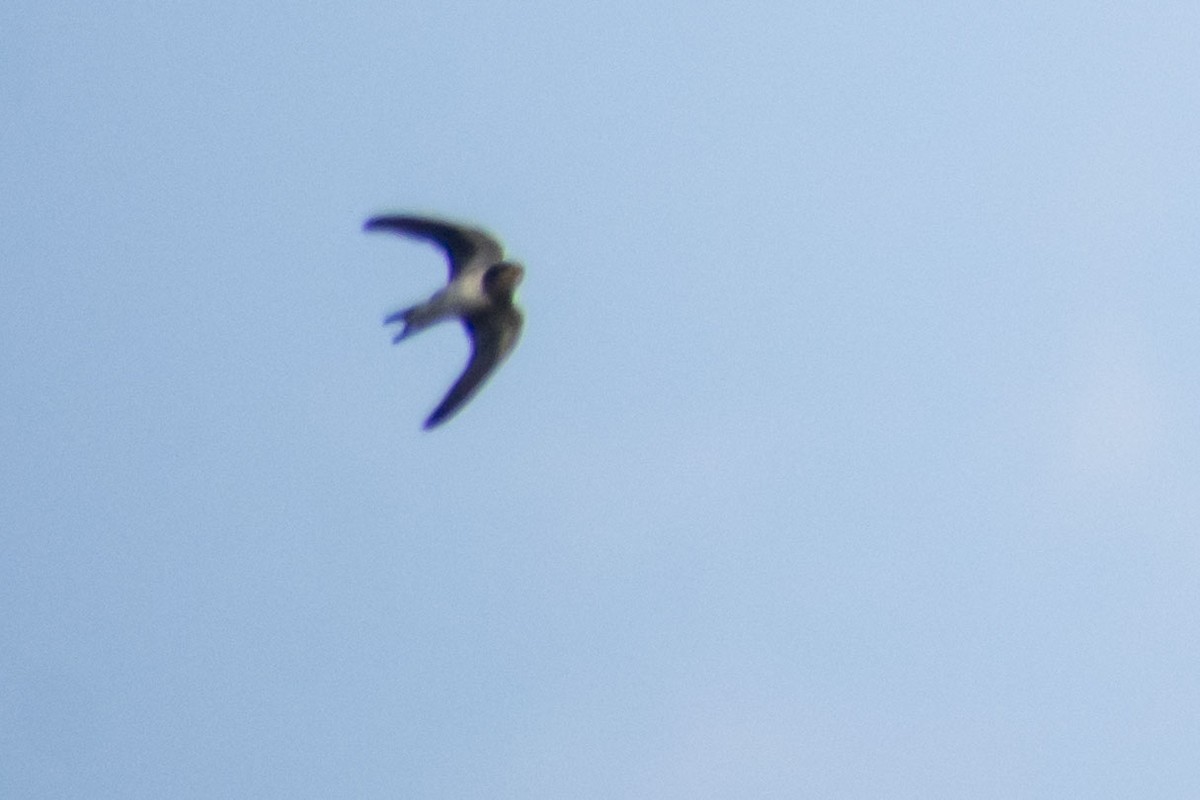 Ластівка сільська - ML645585071