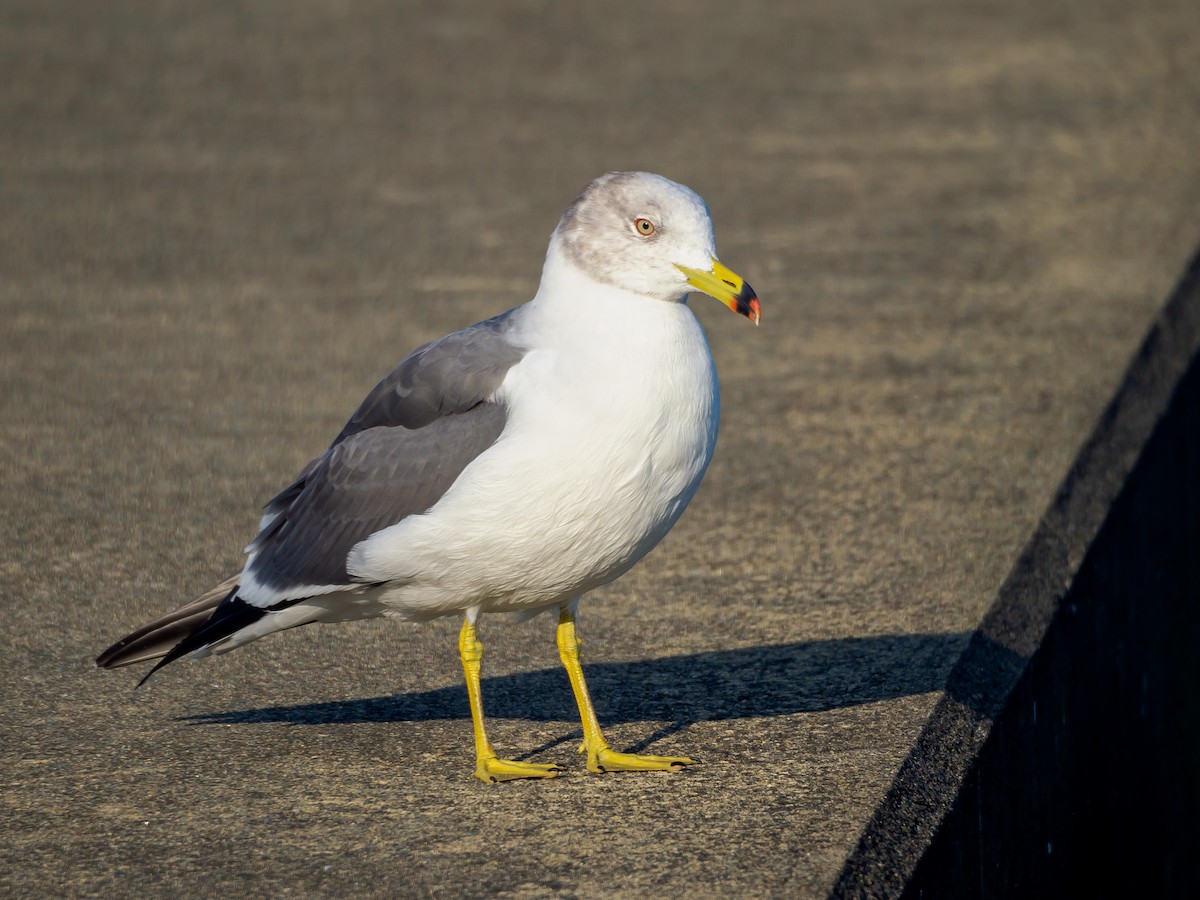 Мартин чорнохвостий - ML645585072