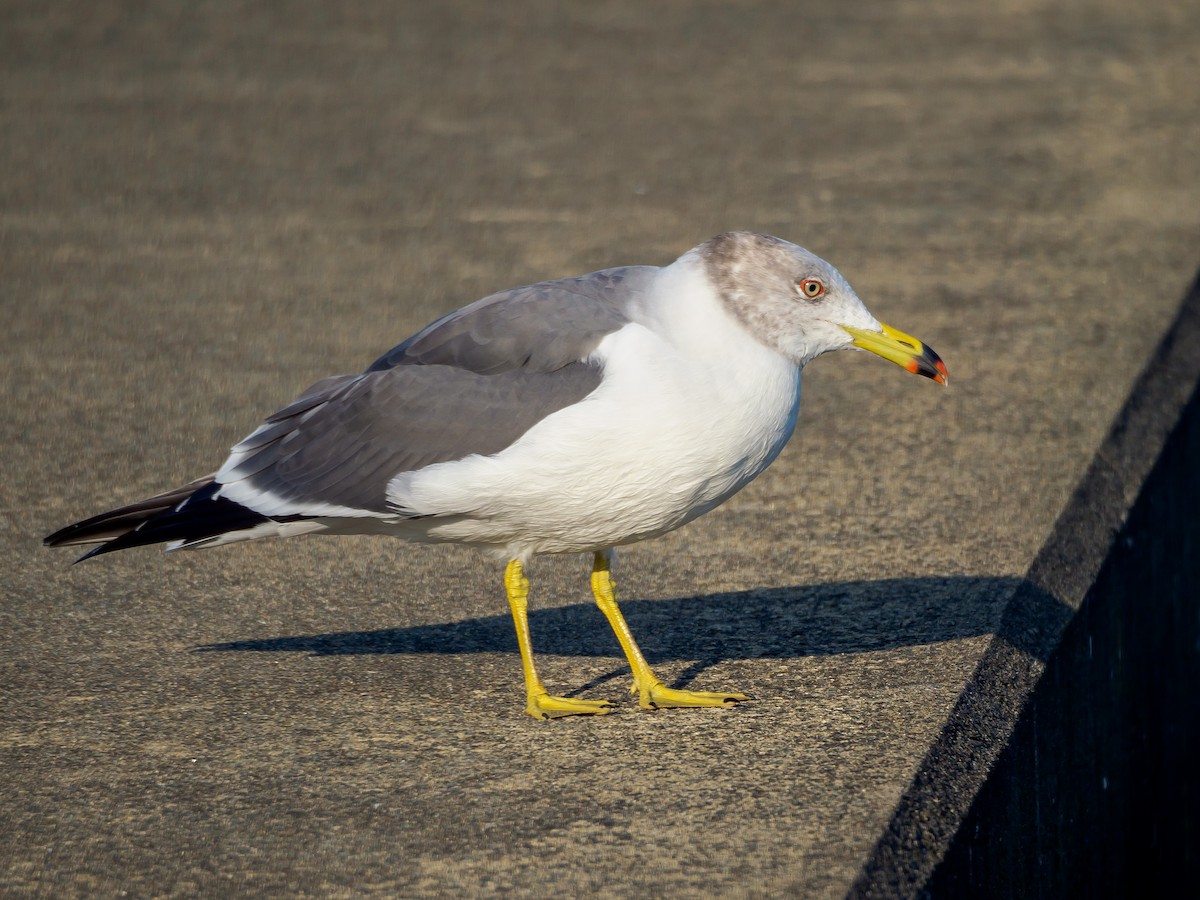 Мартин чорнохвостий - ML645585074