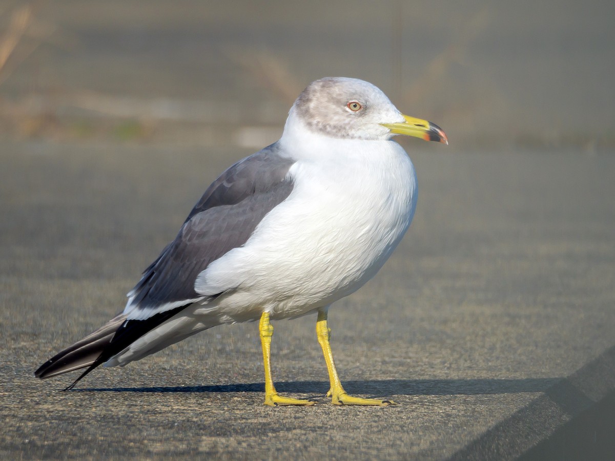 Мартин чорнохвостий - ML645585082