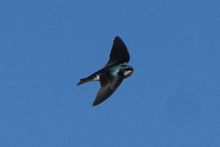 Tree Swallow - ML645585086