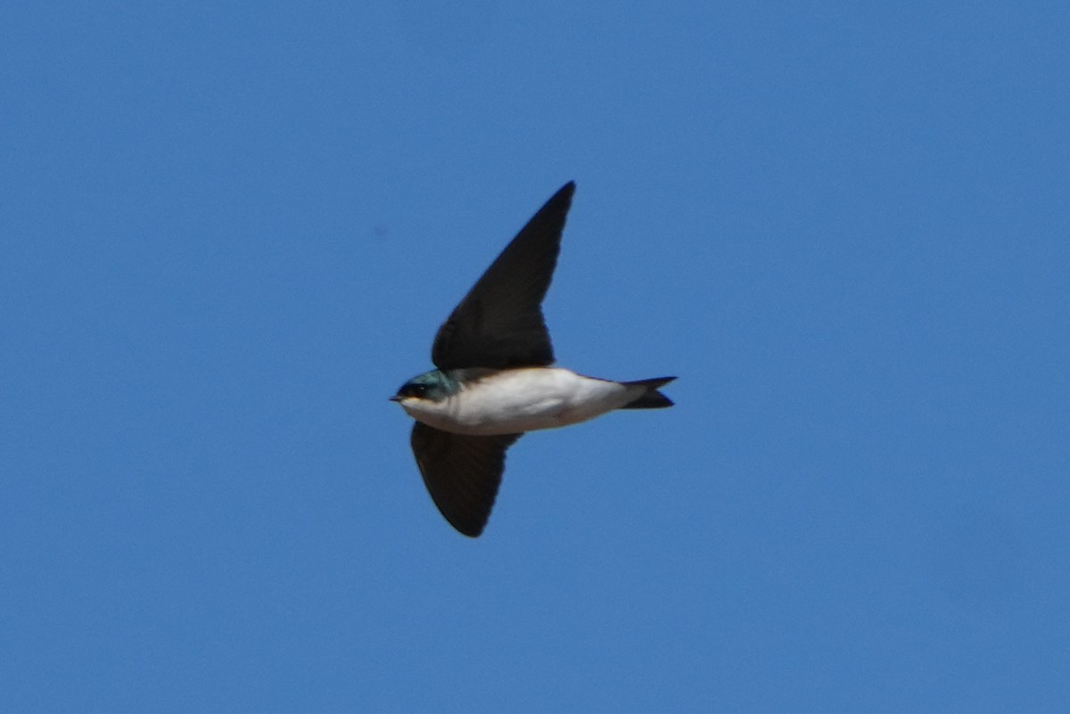 Tree Swallow - ML645585087