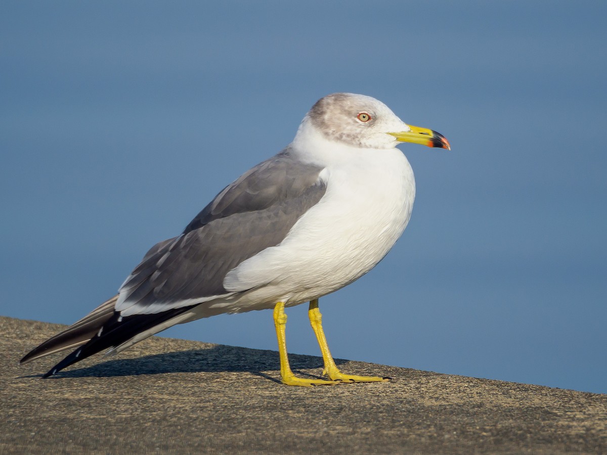 Мартин чорнохвостий - ML645585088