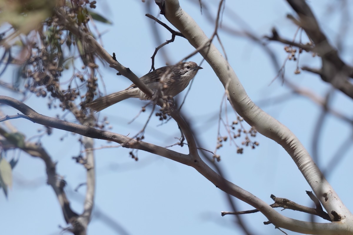 Striped Honeyeater - ML645585097