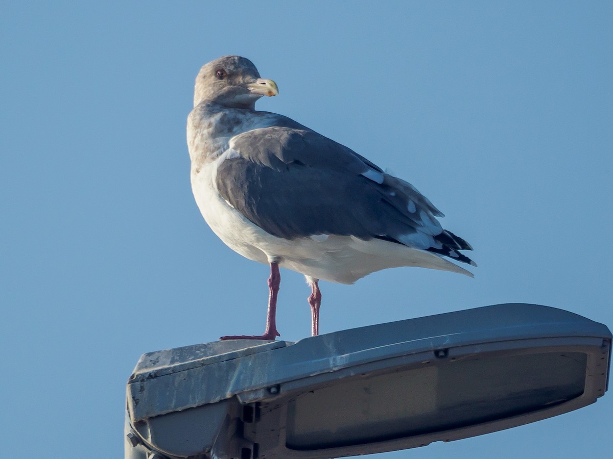 Slaty-backed Gull - ML645585098