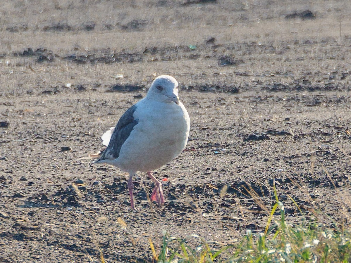 Slaty-backed Gull - ML645585099