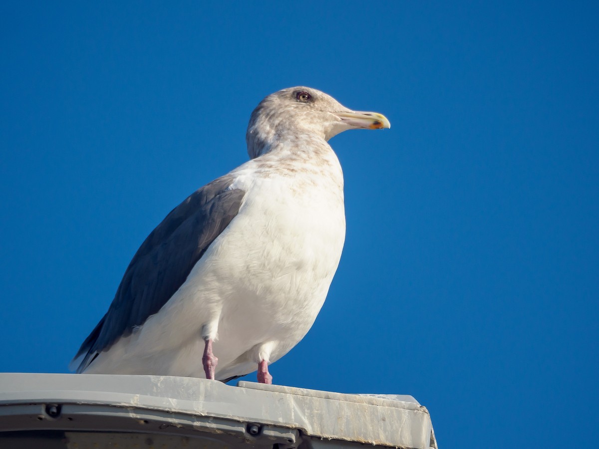 Glaucous Gull - ML645585100