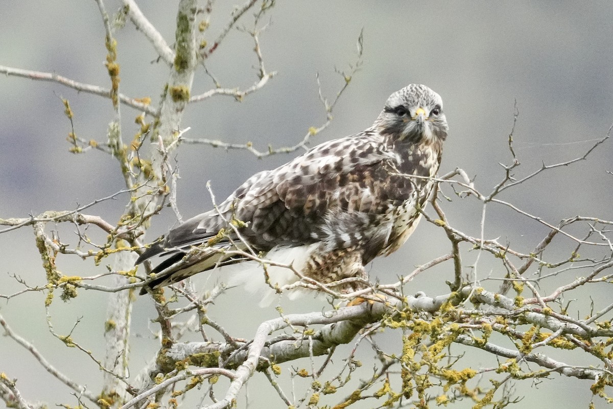 Rough-legged Hawk - ML645585102