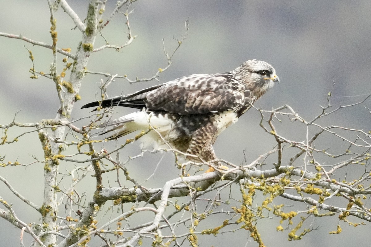 Rough-legged Hawk - ML645585103