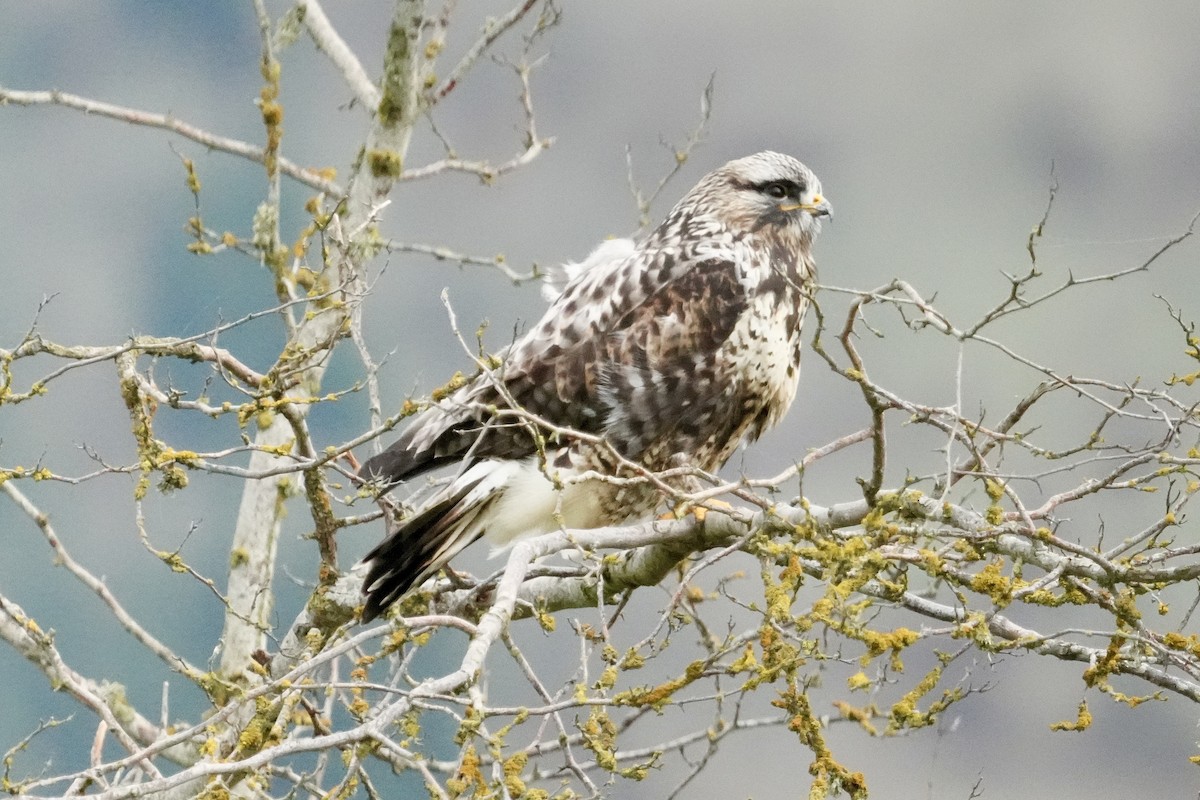 Rough-legged Hawk - ML645585104