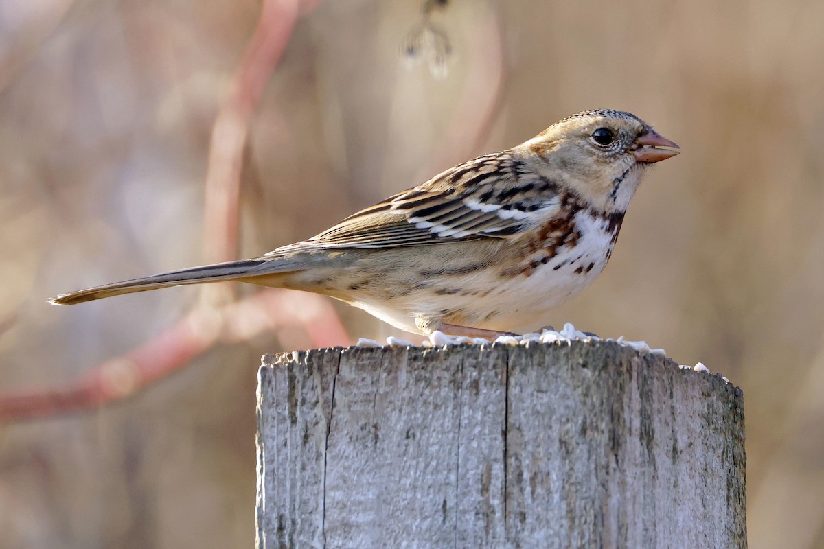 Harris's Sparrow - ML645585105