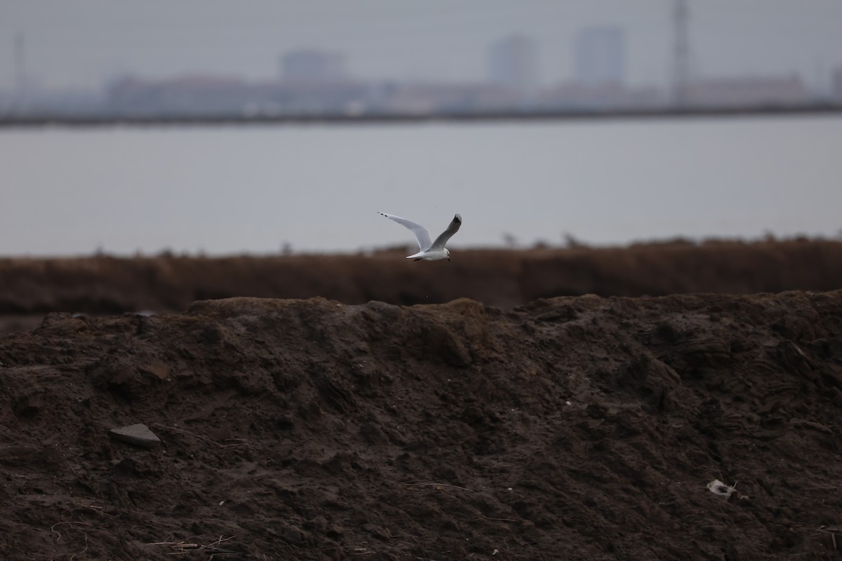 Saunders's Gull - ML645585106