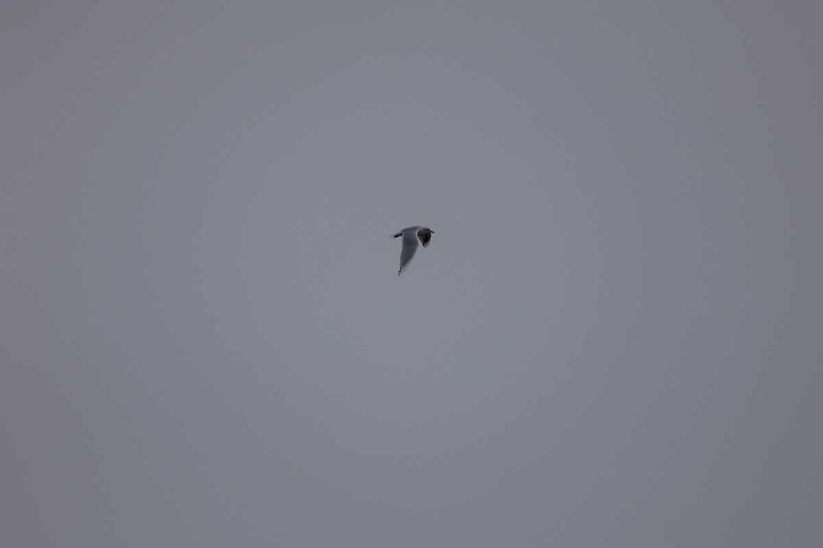 Saunders's Gull - ML645585107