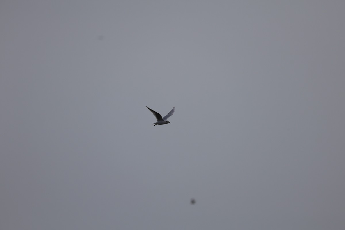 Saunders's Gull - ML645585108