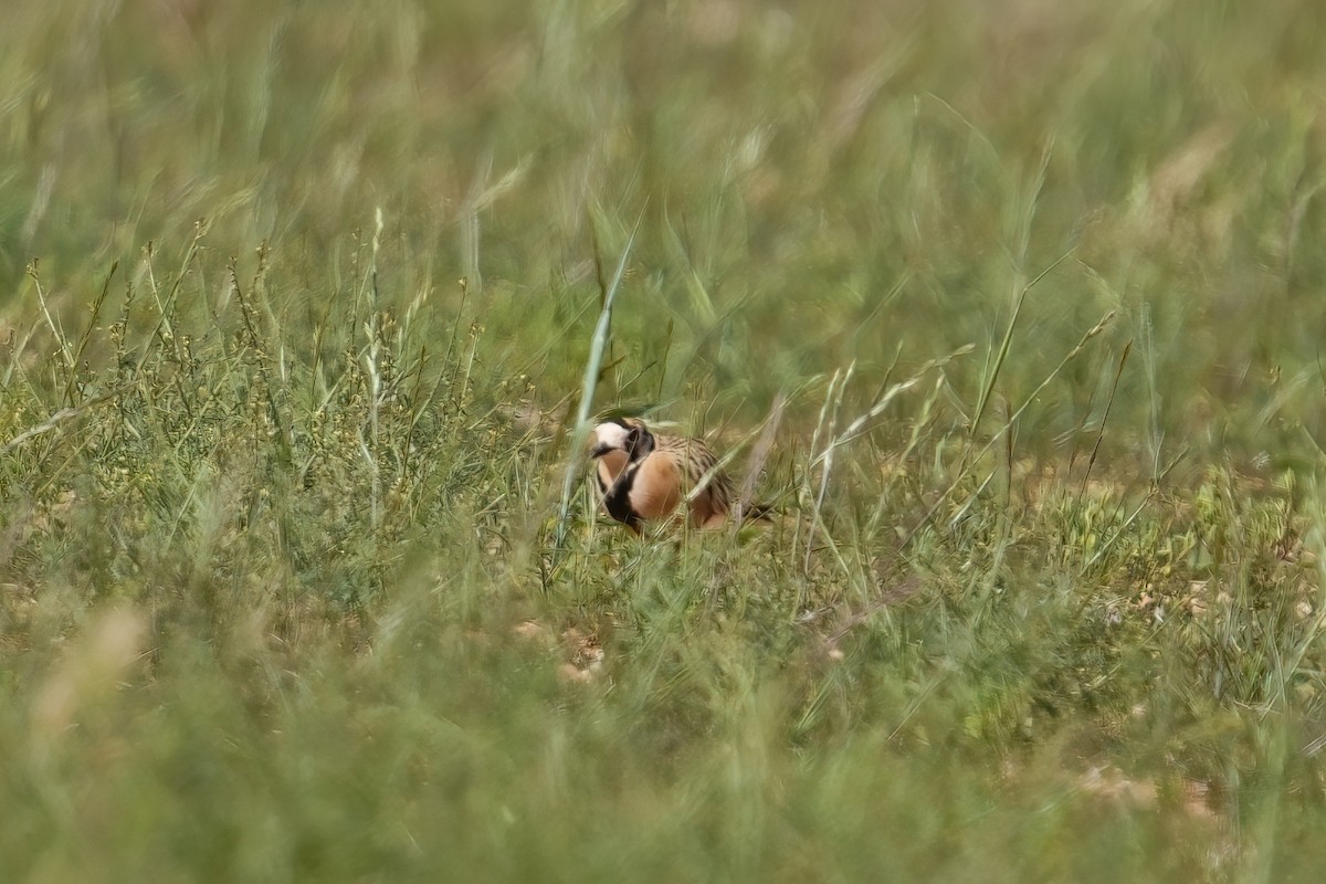 Inland Dotterel - ML645585109