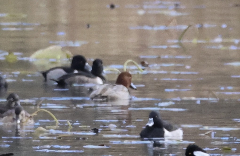 Redhead - ML645585111