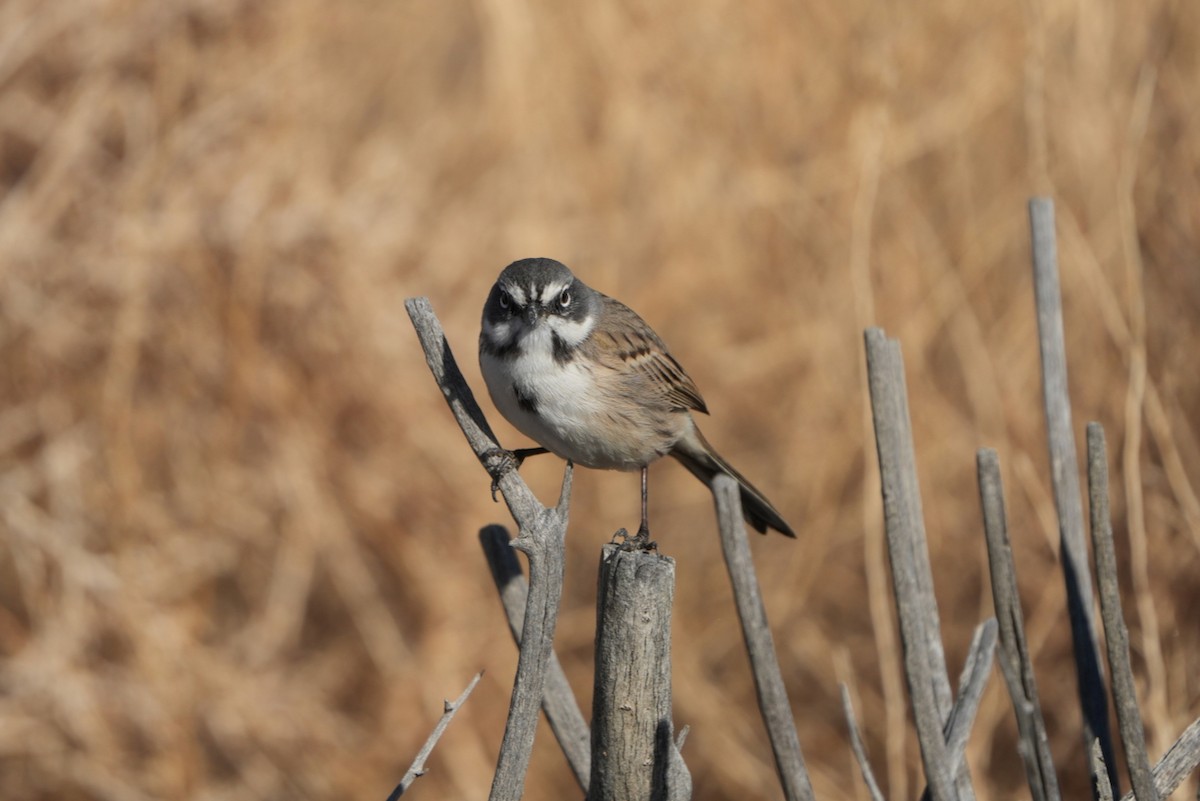 Bell's Sparrow - ML645585112