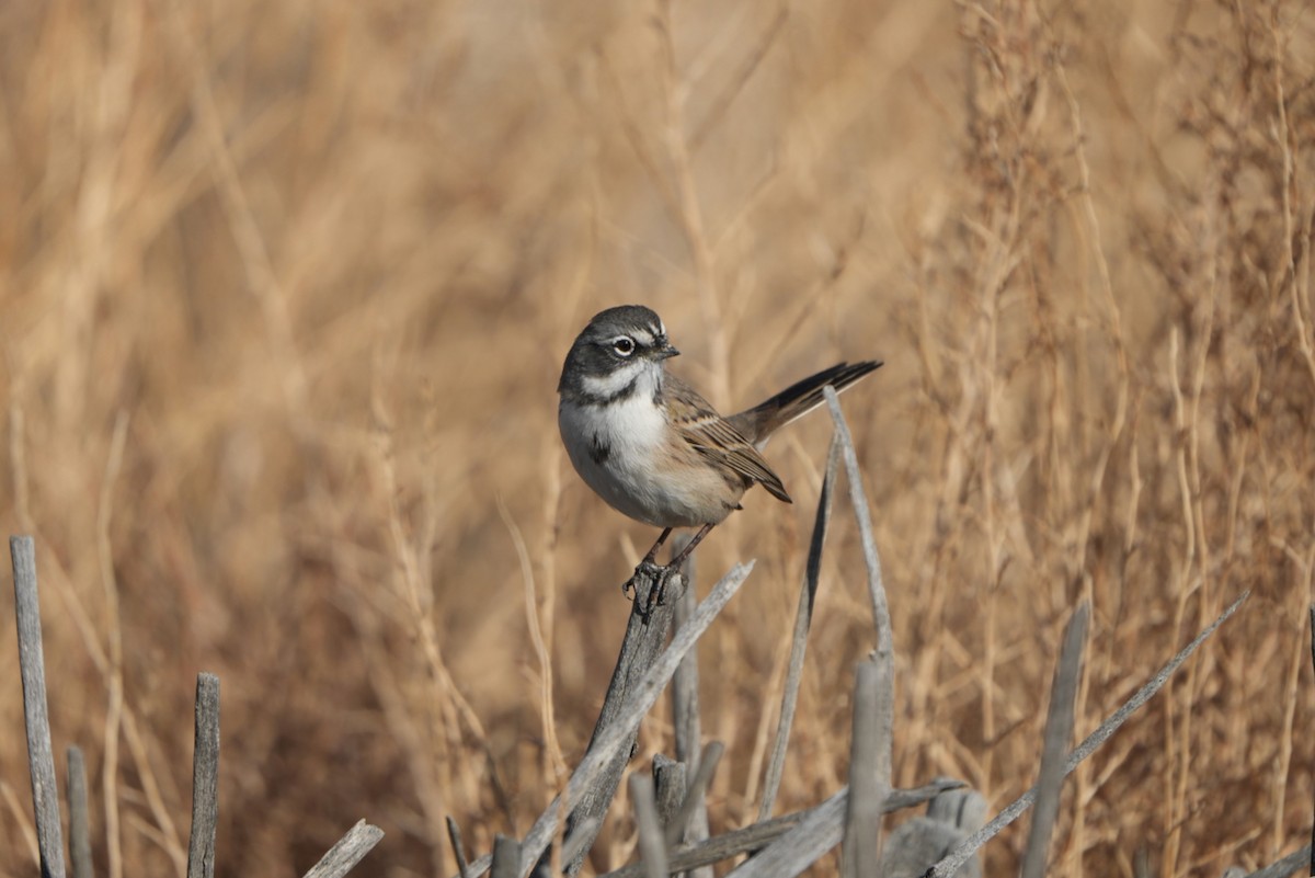 Bell's Sparrow - ML645585114