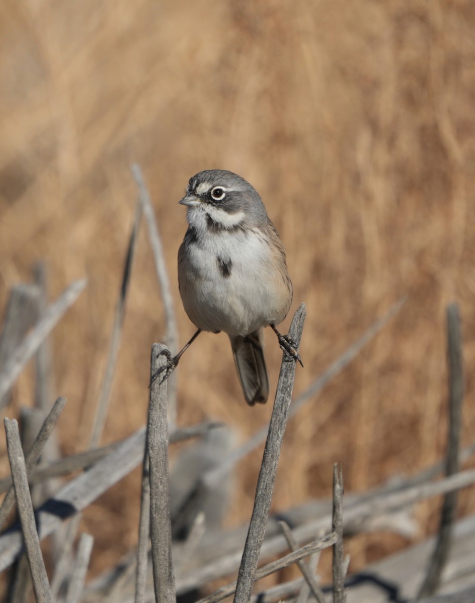 Bell's Sparrow - ML645585115