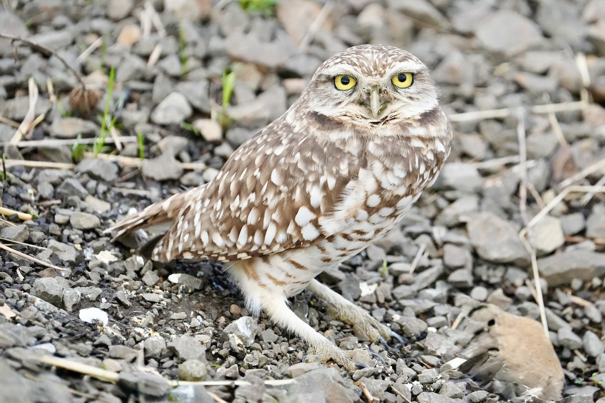 Burrowing Owl - ML645585116