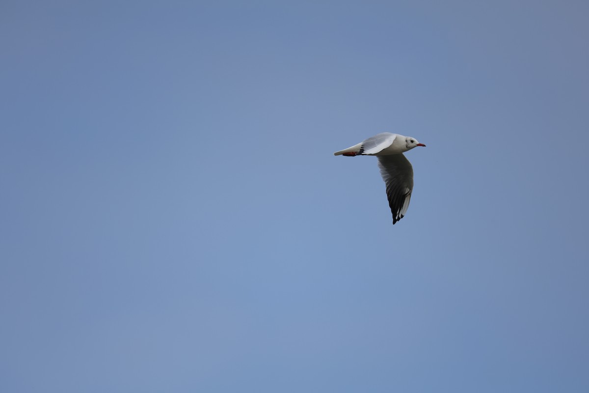 Black-headed Gull - ML645585117