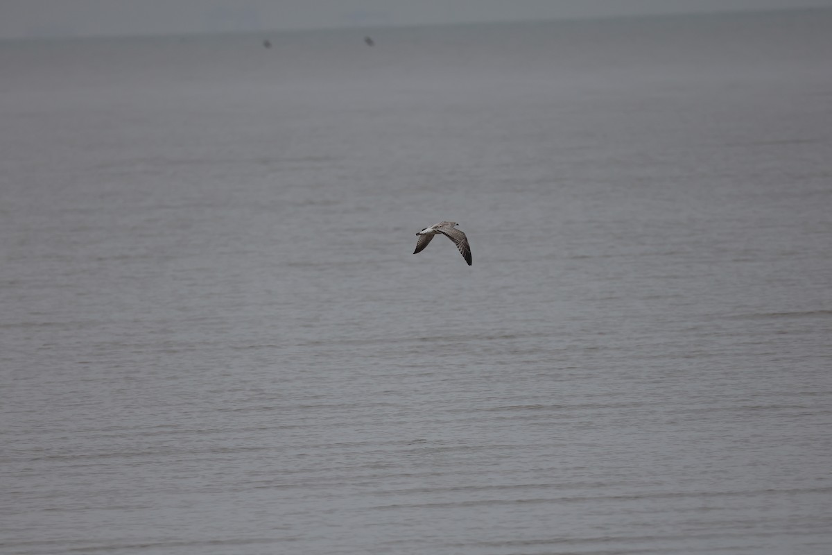 Lesser Black-backed Gull - ML645585122