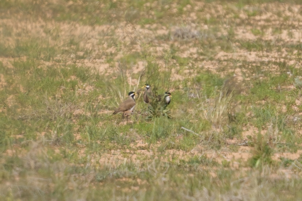 Banded Lapwing - ML645585123
