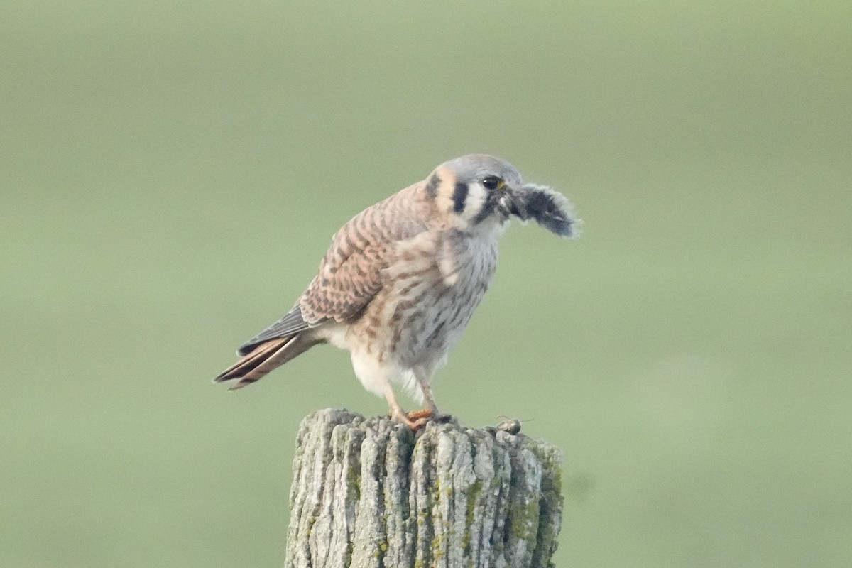 American Kestrel - ML645585124