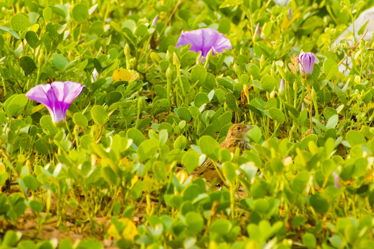 Jerdon's Bushlark - ML645585125