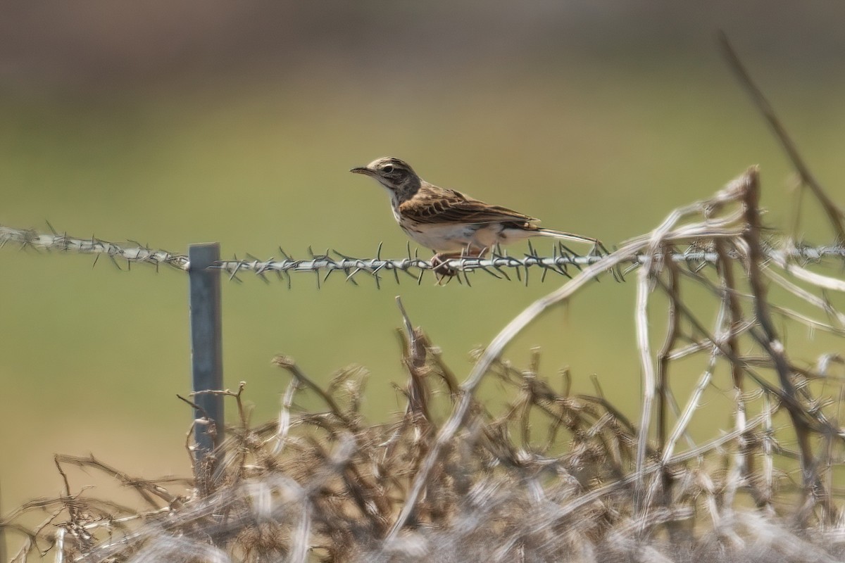 Australian Pipit - ML645585126