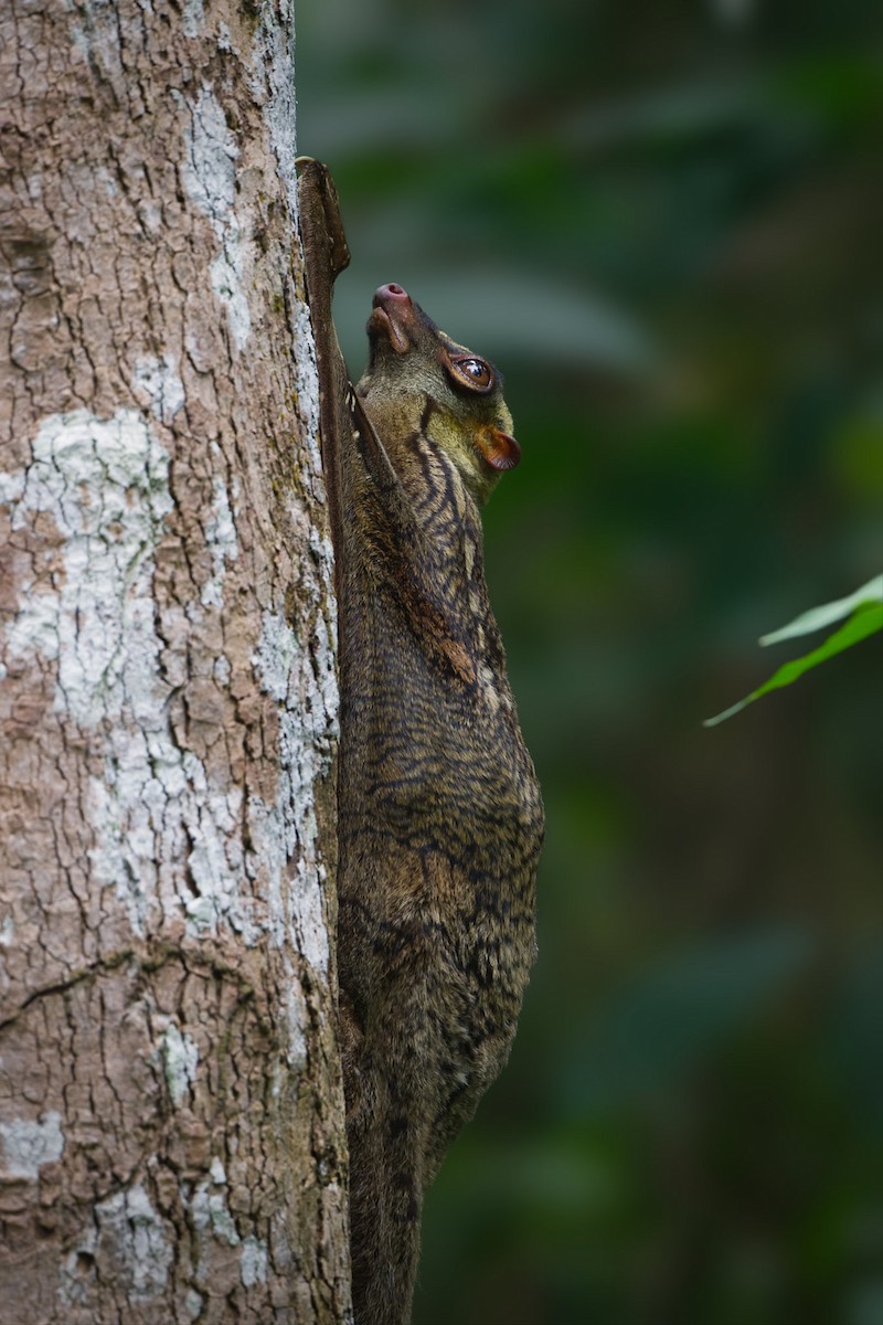 Sunda Colugo - ML645585129