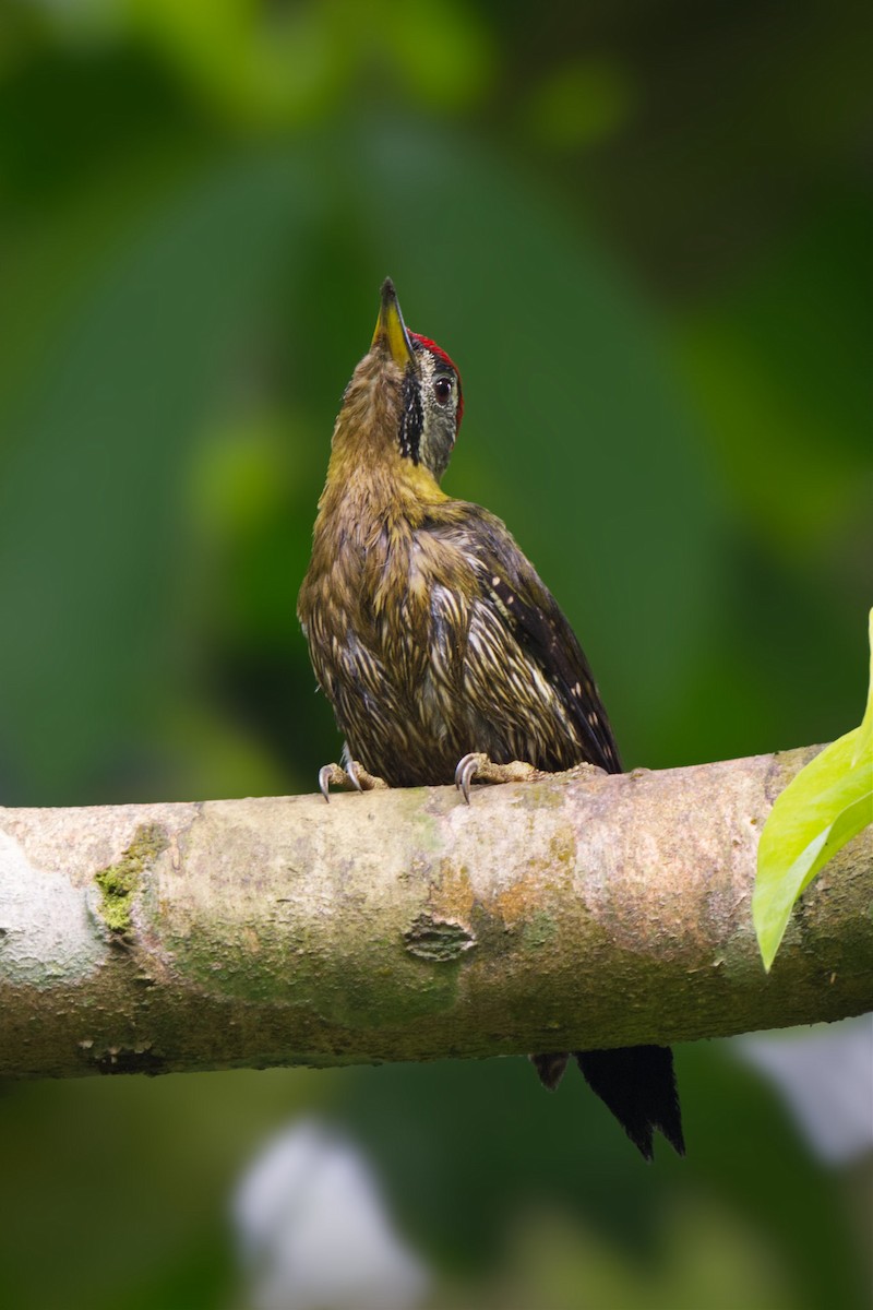 Laced Woodpecker - ML645585131