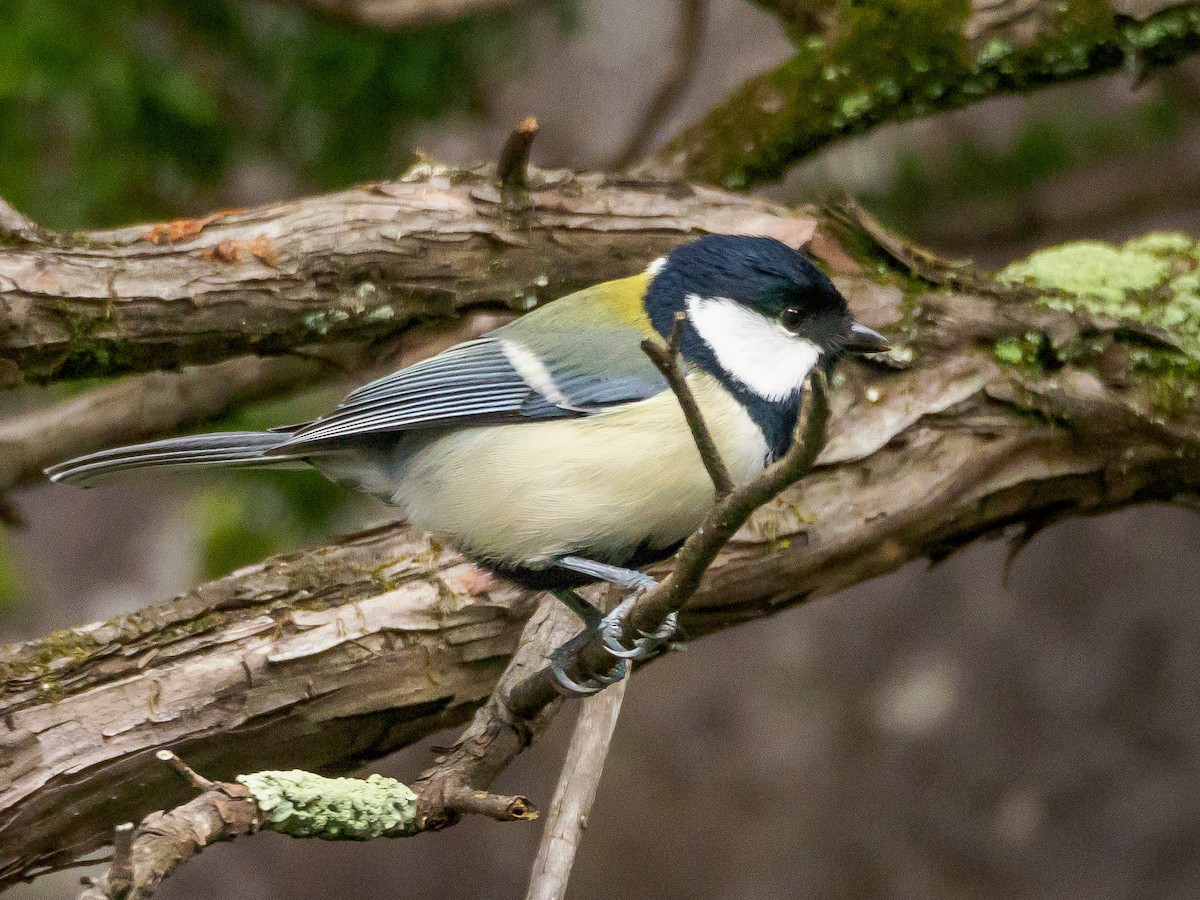 Asian Tit (Japanese) - ML645585140