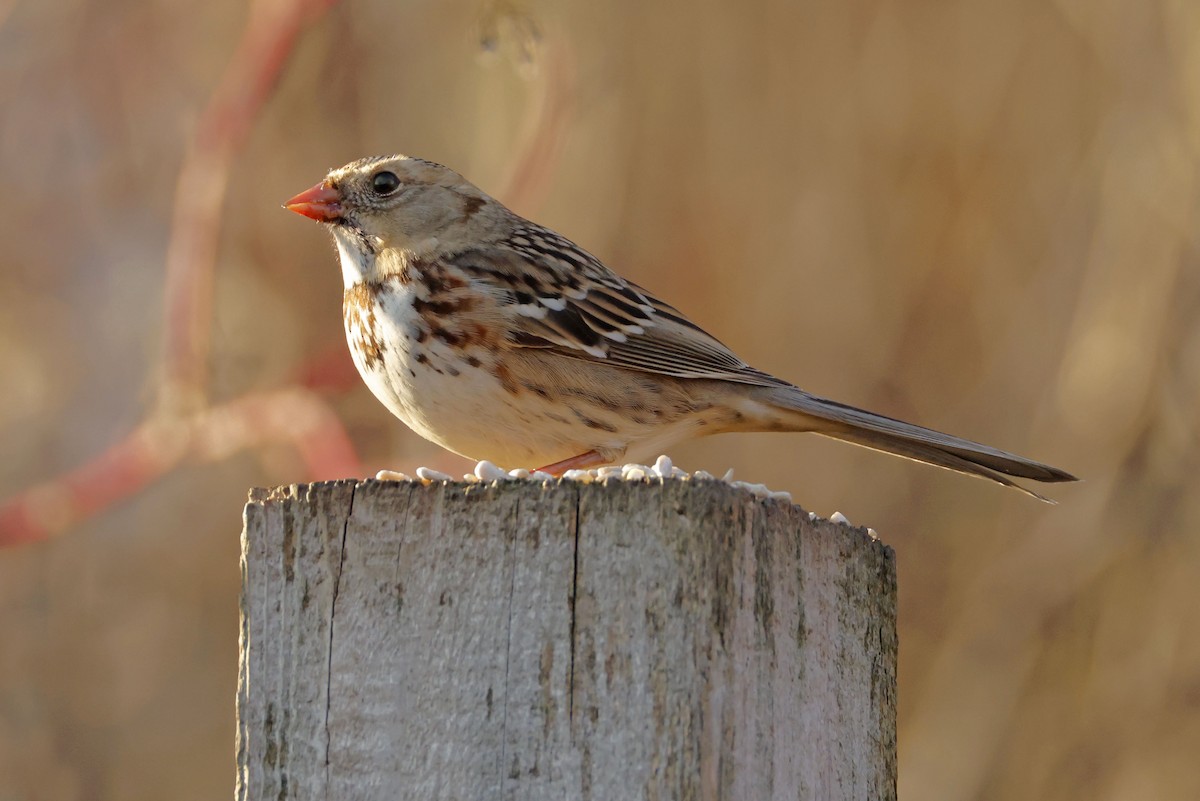 Harris's Sparrow - ML645585143