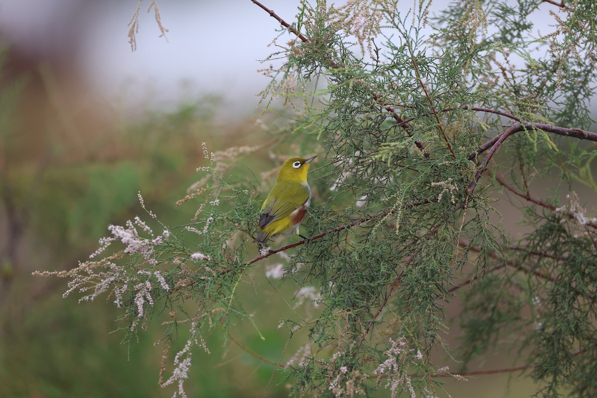 Chestnut-flanked White-eye - ML645585151