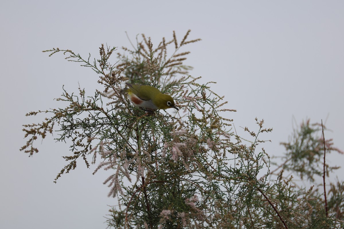 Chestnut-flanked White-eye - ML645585152