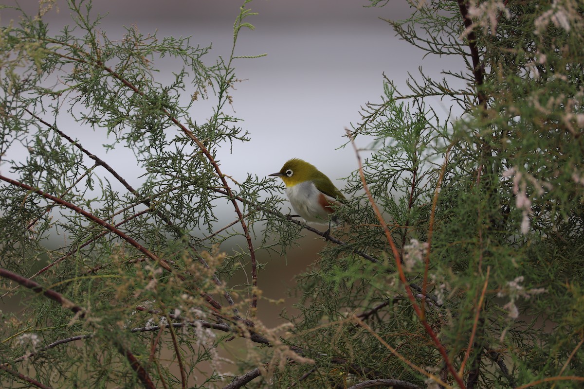 Chestnut-flanked White-eye - ML645585153