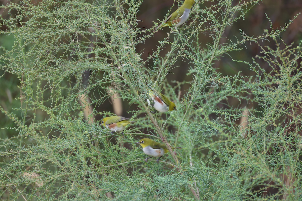 Chestnut-flanked White-eye - ML645585154