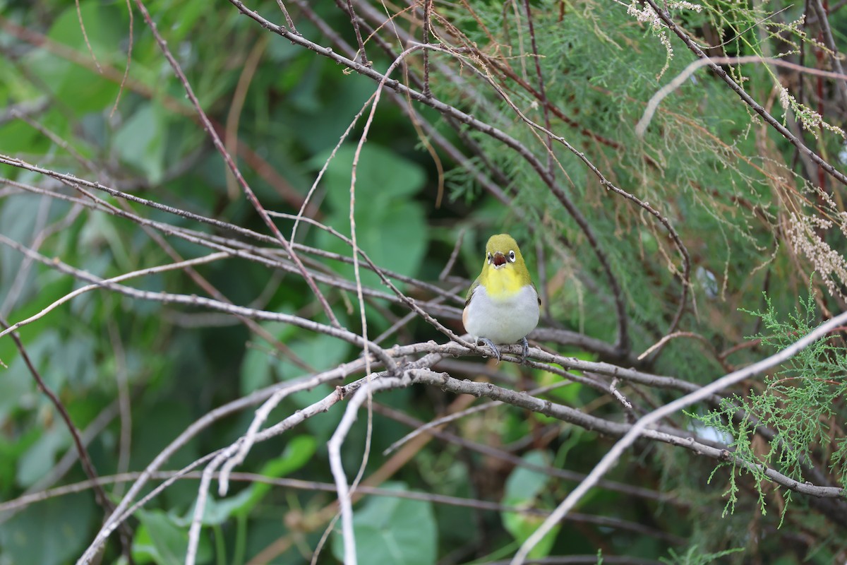Chestnut-flanked White-eye - ML645585155