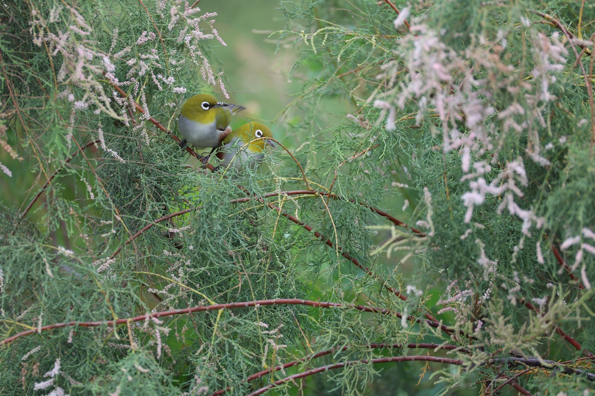 Chestnut-flanked White-eye - ML645585156