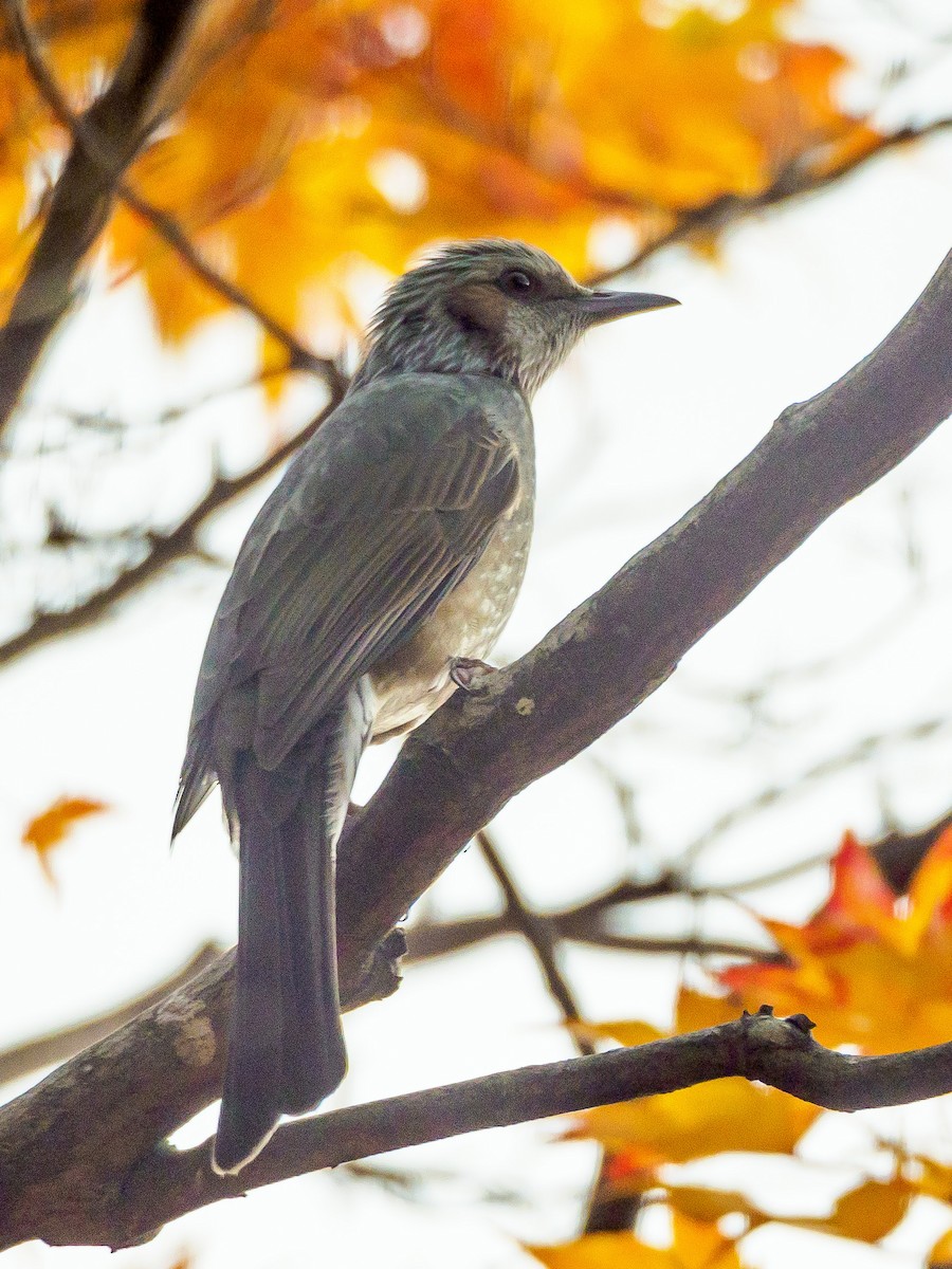 Brown-eared Bulbul - ML645585171