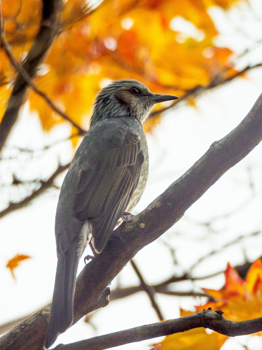 Brown-eared Bulbul - ML645585172