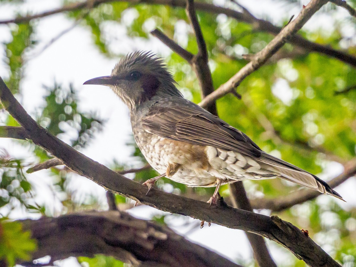 Brown-eared Bulbul - ML645585173