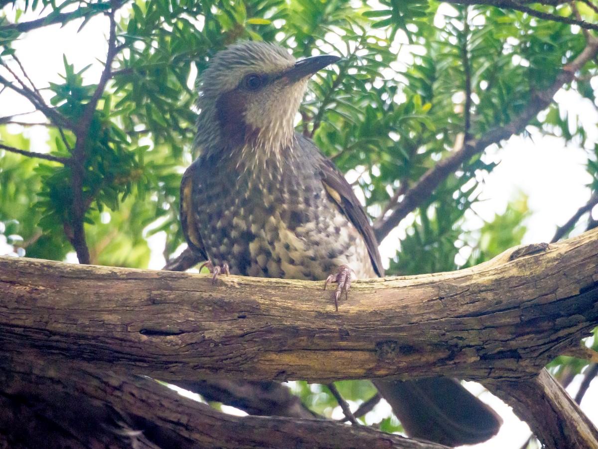 Brown-eared Bulbul - ML645585174