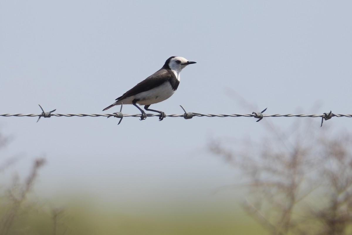 White-fronted Chat - ML645585177