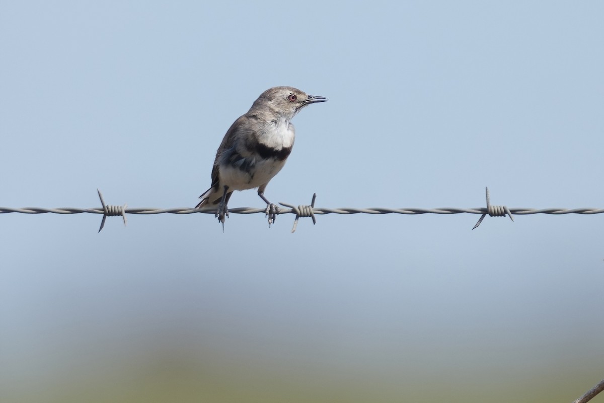 White-fronted Chat - ML645585178