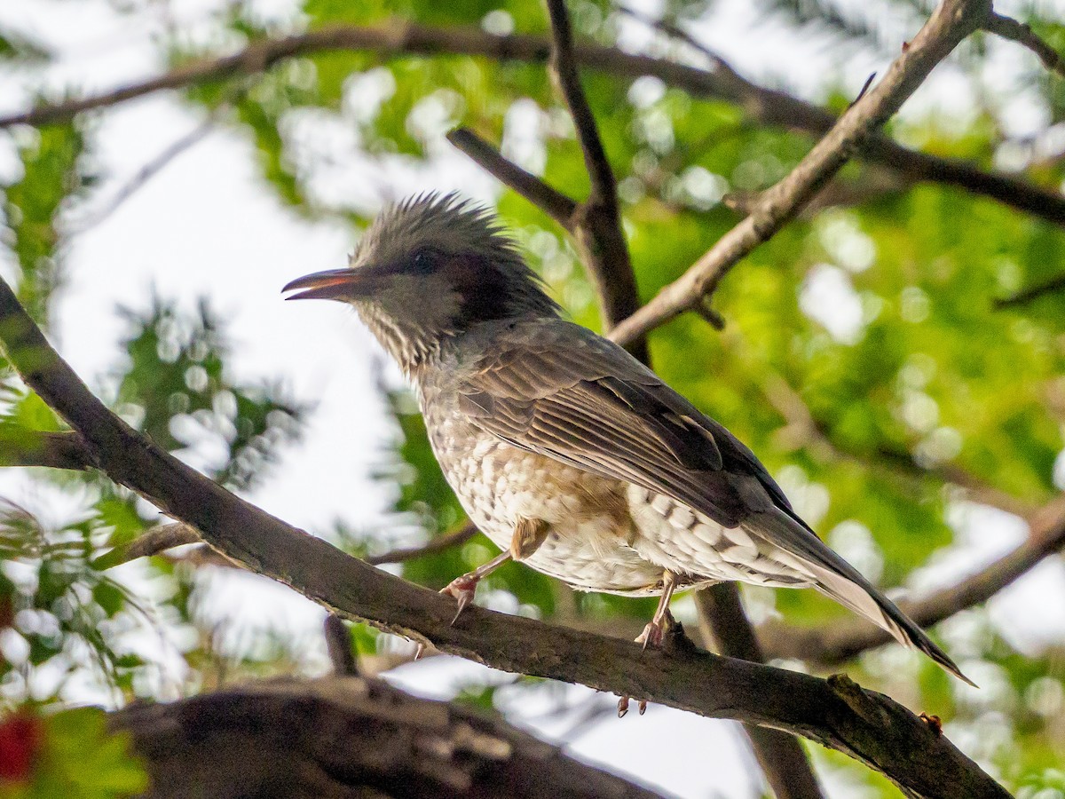 Brown-eared Bulbul - ML645585179